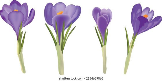 Crocus Saffron Flowers Vector Handrawn Art Spring Flowers Photorealistic