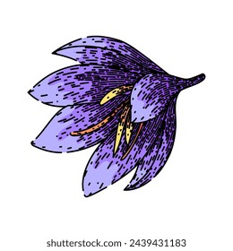 crocus saffron hand drawn. saffron perfume, transparent blue, spring harvest crocus saffron vector sketch. isolated color illustration