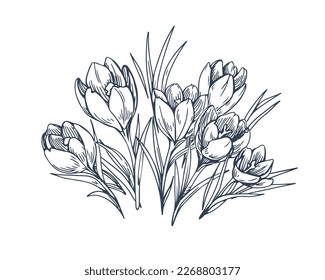 Crocus sativus, contoured flowers drawing in retro detailed style. Vintage outlined floral plant, blooming wildflowers. Botanical hand-drawn etched vector illustration isolated on white background