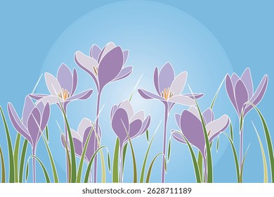 Crocus sativus flor com folha sobre fundo azul.