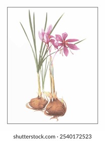 Crocus sativus, pintado à mão pintura floral e botânica, pintado à mão pintura de ervas, ervas naturais.