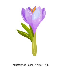 Crocus Sativus or Saffron Crocus Purple Flower on Green Stalk Vector Illustration