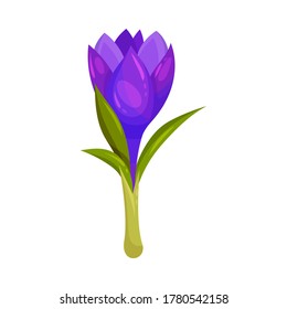 Crocus Sativus or Saffron Crocus Purple Flower on Green Stalk Vector Illustration