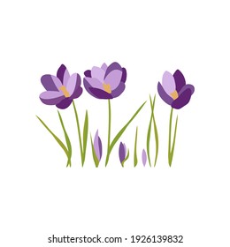 Crocus. Set of flowers and leaves. Lilac color, Symbol of spring and holiday. Isolated on white. Vector image