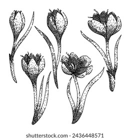 crocus set hand drawn. flower spring, garden crocus, purple saffron crocus vector sketch. isolated black illustration