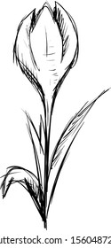 Crocus sketch, illustration, vector on white background.