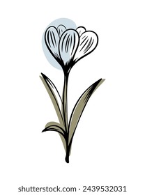 Crocus in sketch style with abstract color shapes, hand-drawn isolated on white background. Floral sketch for print designs, signage, flower shops, logos in black and white.