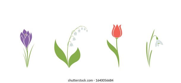 crocus, snowdrop, tulip and lily of the valley flower hand drawn isolated vector image. spring floral element for design