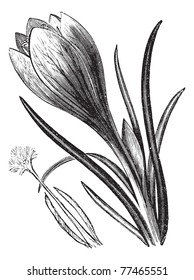 Crocus or Crocus sp., vintage engraving. Old engraved illustration of a Crocus flower. Trousset Encyclopedia.
