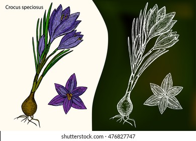 Crocus speciosus