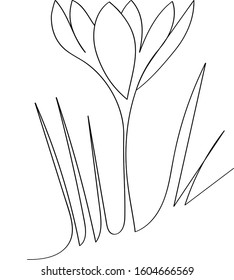 Crocus - spring first flower after winter, black outline of a beautiful plant. Coloring book for a children's album in one line.