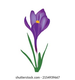 Crocus. Frühlingsblume auf weißem Hintergrund.