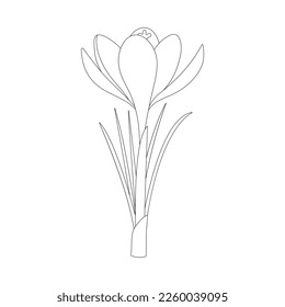 Crocus, spring flower. Outline drawing. Coloring page.