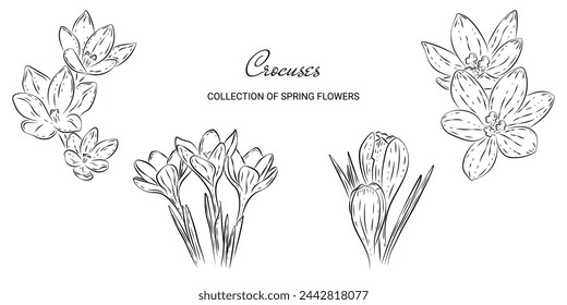 Crocus spring flower sketch set in a doodle style hand-drawn. Vector botanical templates with a transparent background or on a white backdrop for anti-stress coloring book, invitations and print.