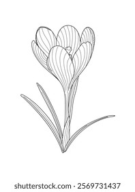 Crocus Frühlingsblume zarte Wildtierpflanze mit Stamm und Blättern, Umriss handgezeichnete Vektorgrafik, florales Design-Element, Grafik-Clipart für Einladung, Karte, Hochzeitsdekor, botanische Linie Kunst