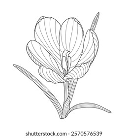 Crocus spring flower tender wildlife plant with stem and leaves, outline hand drawn vector illustration, floral design element, graphic clipart for invitation, card, wedding decor, botanical line art