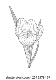 Crocus spring flower tender wildlife plant with stem and leaves, outline hand drawn vector illustration, floral design element, graphic clipart for invitation, card, wedding decor, botanical line art