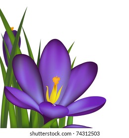 Crocus, Spring Flowers, Isolated On White Background, Vector Illustration