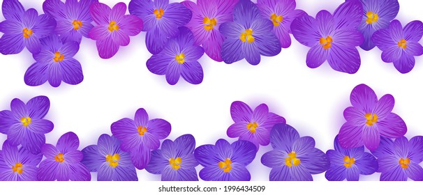 Crocus spring flowers text frame vector card or banner. Saffron flowers crocus blossom spring frame border for text. Easter greeting card saffron floral design. Religious holiday banner