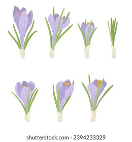 crocus, spring flowers, vector drawing wild plants at white background, floral elements, hand drawn botanical illustration