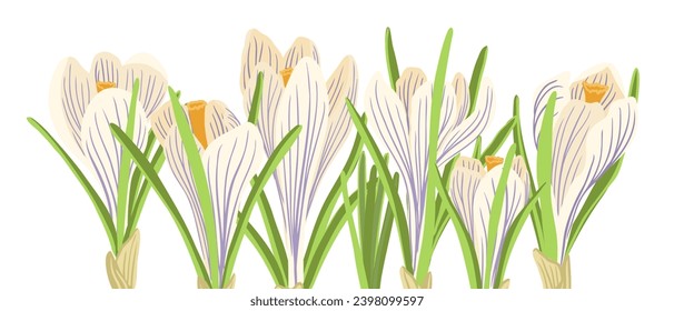 crocus, spring flowers, vector drawing wild plants at white background, floral border, hand drawn botanical illustration