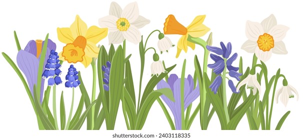 crocus, spring flowers, vector drawing wild plants at white background, floral border, hand drawn botanical illustration