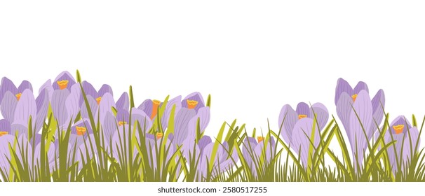 crocus, spring flowers, vector drawing wild plants at white background, floral elements, hand drawn botanical illustration