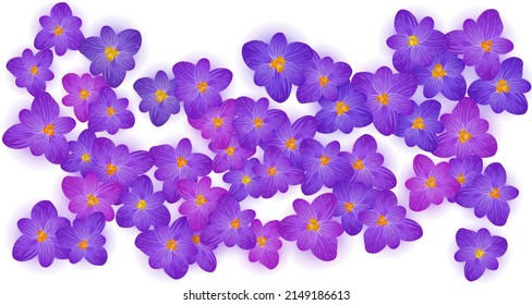 Crocus Spring blüht Vektorgrafik. Safron Blumen Krokusblüte Frühlingsvektor. Ostern Grußkartenhintergrund Safran Blumendesign. Religiöse Feiertagsbanner-Hintergrund.