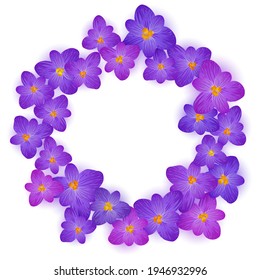 Crocus spring flowers wreath text frame vector card or banner. Saffron flowers crocus blossom spring ring frame border for text. Easter greeting card saffron floral design. Religious holiday banner