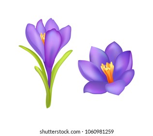 Crocus springtime flowers, blooming purple buds with yellow middle, spring beautiful flowers isolated on white background, vector illustration blossoms