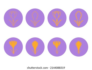 Crocus thick line, thing line and flat round icons isolated on white background. Crocus sativus. Saffron flowers pictogram for spice production, eco emblem, sticker or other. Vector illustration. Set.