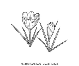Crocus two spring flowers tender wild plants with stem and leaves, hand drawn vector outline illustration, floral design element, graphic clipart for invitation, card, wedding decor, botanical lineart
