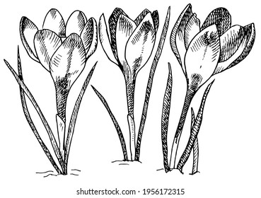 crocus vector illustration. black and white spring flowers. . made in traditional graphics Illustration for postcards, books, web, wall. great design for any purposes. Greeting minimalistic card desig