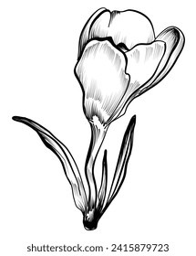 crocus vector illustration hand drawing