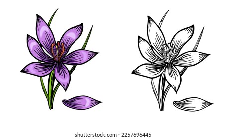 Crocus vector sketch illustration isolated on white background, saffron sketch art. Saffron flower. Template for packaging design, label, banner, poster, icon. Coloring page.