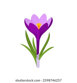 Crocus vernus, purple spring crocus, or giant crocus. Spring flower. Hand drawn flat vector botanical illustration isolated on white background. For greeting card, invitation, other design 