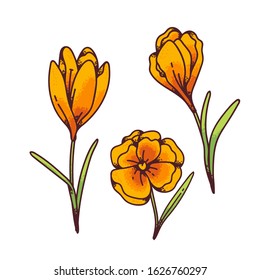 Crocus yellow flowers spring primroses set for design greeting card. Outline sketch illustration isolated on white background.