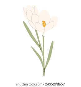 Crocuse  isolated on white background. First spring flowers. Delicate primroses for greeting cards for Mother's Day, International Women's Day and Easter,  for greeting card, invitation and printing