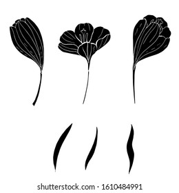 Crocuses. Black silhouette. Vector illustration.
