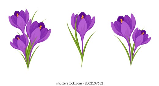 Crocuses collection isolated on white background. Set of spring purple crocuses. Delicate primroses for greeting cards for Mother's Day, International Women's Day and Easter. 
