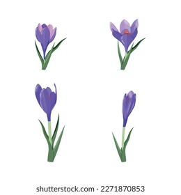 Crocuses collection isolated on white background. Delicate primroses for greeting cards for Mother's Day, International Women's Day and Easter.