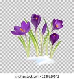 Crocuses. Crocus. Beautiful bright realistic flowers of bright purple color on a background. Happy Mother's Day Template. Greeting card. Springtime. Vector illustration.