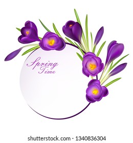 Crocuses. Crocus. Beautiful bright realistic flowers of bright purple color on a background. Happy Mother's Day Template. Greeting card. Springtime. Vector illustration.