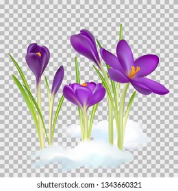 Crocuses. Crocus. Beautiful bright realistic flowers of bright purple color on a background. Happy Mother's Day Template. Greeting card. Springtime. Vector illustration.