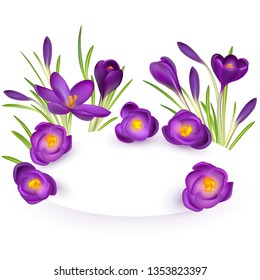 Crocuses. Crocus. Beautiful bright realistic flowers of bright purple color on a background. Happy Mother's Day Template. Greeting card. Springtime. Vector illustration.
