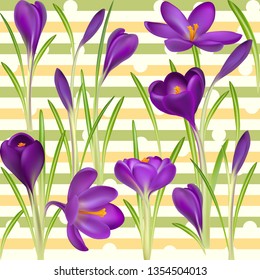 Crocuses. Crocus. Beautiful bright realistic flowers of bright purple color on a background. Happy Mother's Day Template. Greeting card. Springtime. Vector illustration.