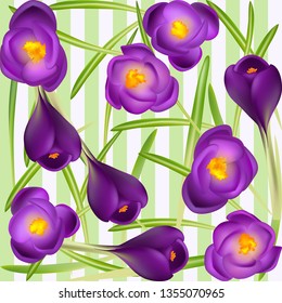 Crocuses. Crocus. Beautiful bright realistic flowers of bright purple color on a background. Happy Mother's Day Template. Greeting card. Springtime. Vector illustration.