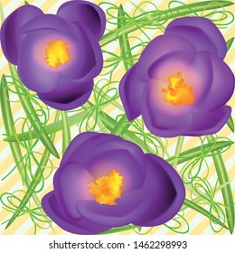 Crocuses. Crocus. Beautiful bright realistic flowers of bright purple color on a background. Happy Mother's Day Template. Greeting card. Springtime. Vector illustration.