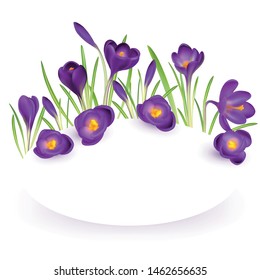 Crocuses. Crocus. Beautiful bright realistic flowers of bright purple color on a background. Happy Mother's Day Template. Greeting card. Springtime. Vector illustration.