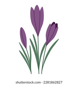 Crocuses, first spring flowers, cartoon style. Trendy modern vector illustration isolated on white background, hand drawn, flat design.